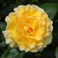 Peter Beales ‘Grosvenor House’ Hybrid Tea Shrub Rose (4-Litre Pot) image 0