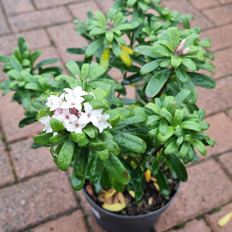 Daphne x transatlantica ‘Eternal Fragrance’ (2-Litre Pot) image 0