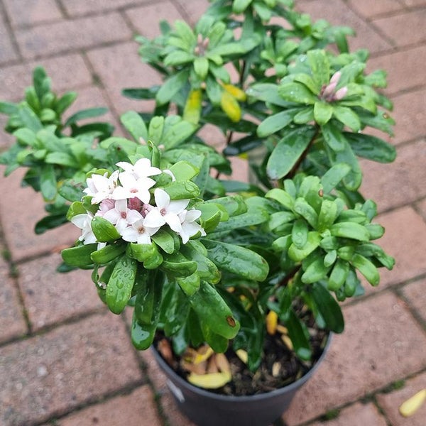 Daphne x transatlantica ‘Eternal Fragrance’ (2-Litre Pot) image 1