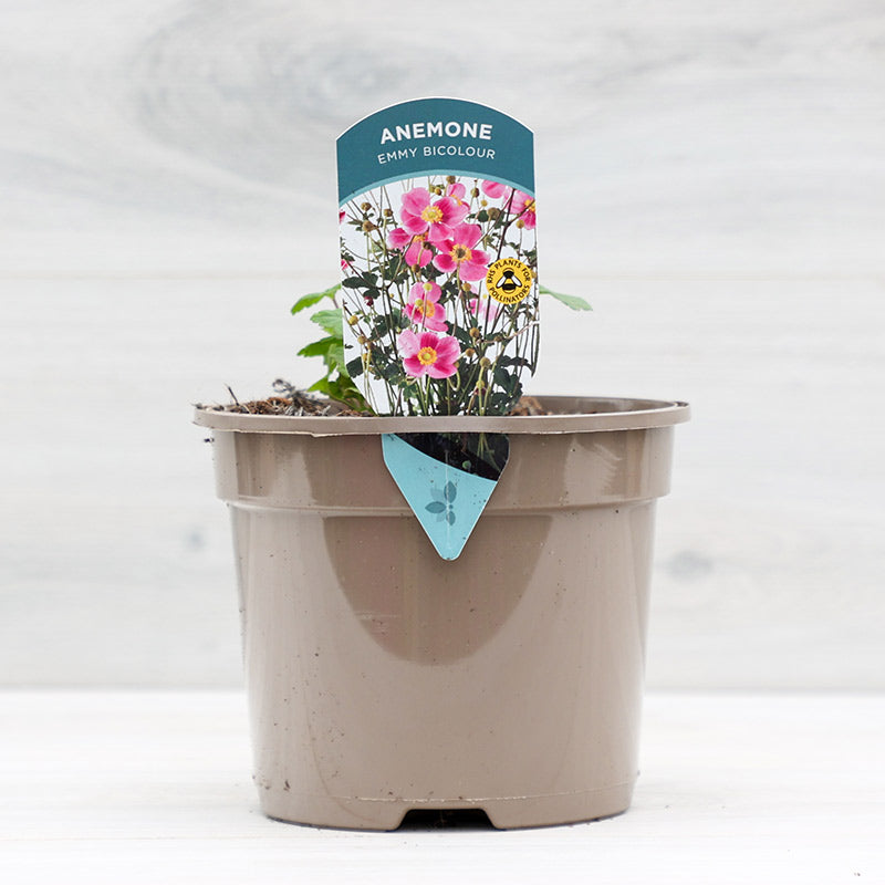 Anemone hupehensis ‘Emmy Bicolour’ (2-Litre Pot) image 0