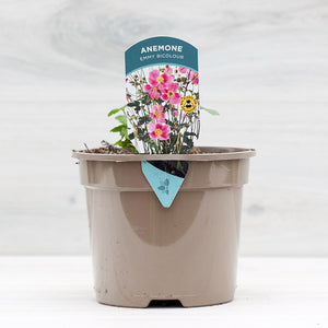 Anemone hupehensis ‘Emmy Bicolour’ (2-Litre Pot) image 0