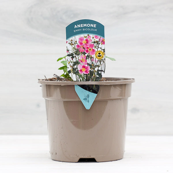Anemone hupehensis ‘Emmy Bicolour’ (2-Litre Pot) image 0