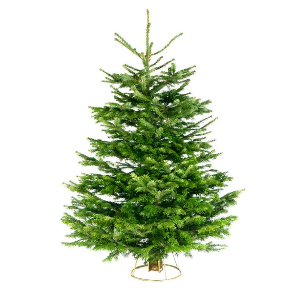 Needlefresh Nordmann Fir Cut Christmas Tree image 1