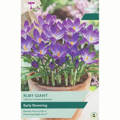 Crocus tommasinianus 'Ruby Giant' (15 bulbs) image 0