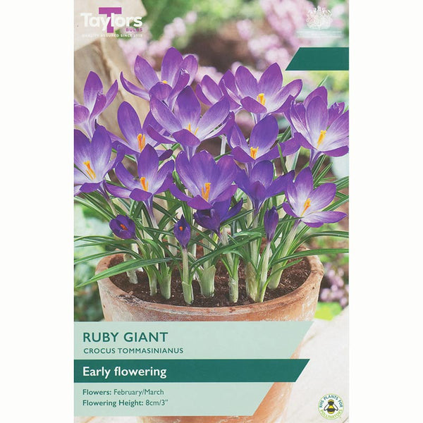 Crocus tommasinianus 'Ruby Giant' (15 bulbs) image 0