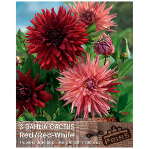 Dahlia Cactus 'Red/Red-White' (3 tubers) image 0