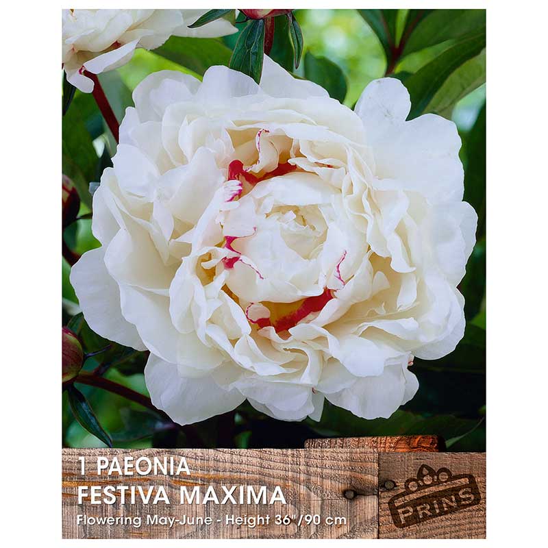 Paeonia 'Festiva Maxima' (1 bare root) image 0