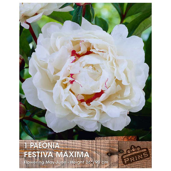 Paeonia 'Festiva Maxima' (1 bare root) image 0