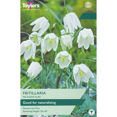 Fritillaria meleagris ‘Alba’ (7 bulbs) image 0