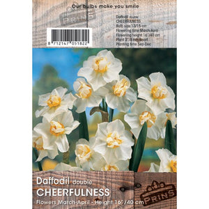 Narcissus ‘Cheerfulness’ Double Daffodil (3kg Bag of Bulbs) image 0