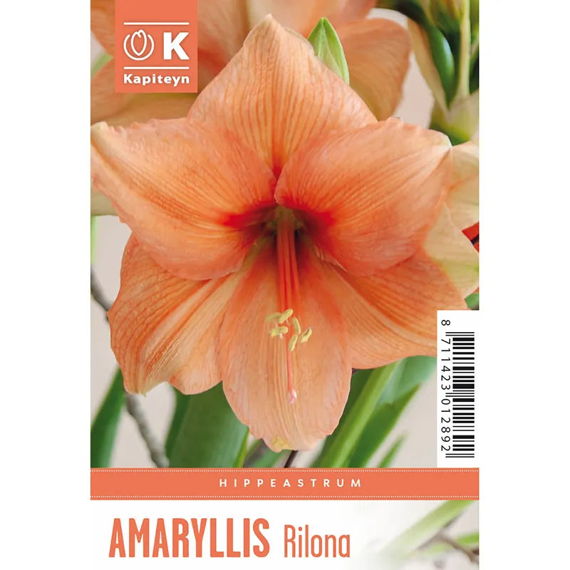 Amaryllis 'Rilona' (1 bulb) image 0