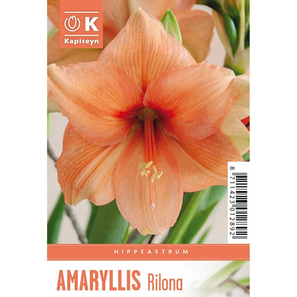 Amaryllis 'Rilona' (1 bulb) image 0