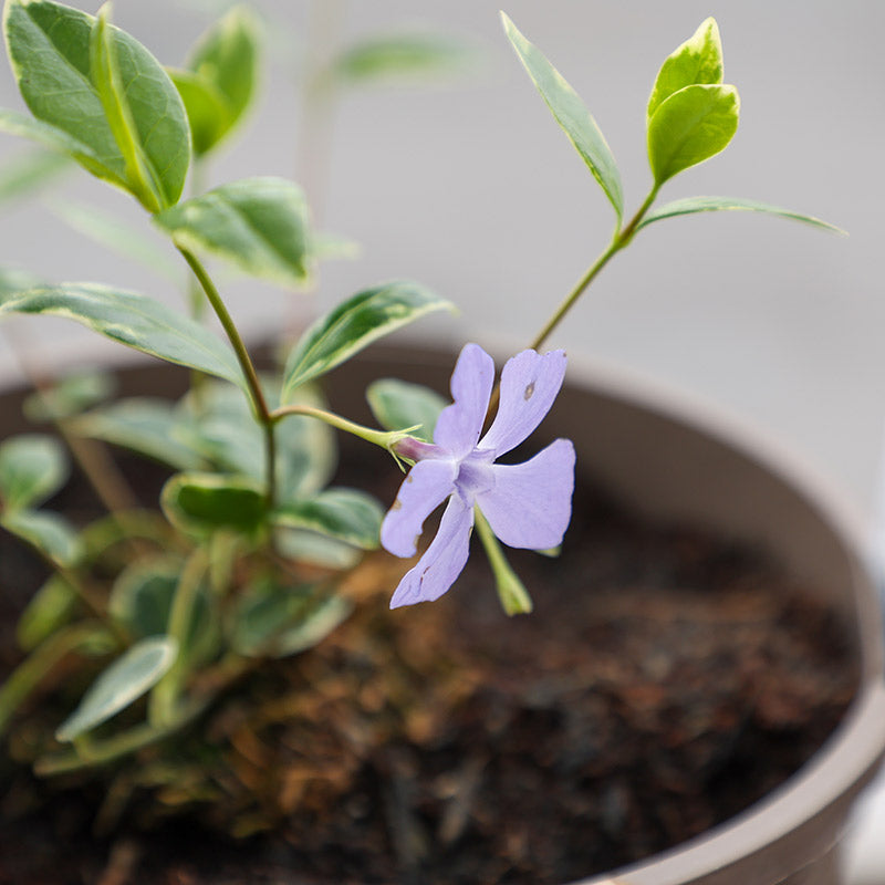 Vinca minor ‘Ralph Shugert’ (3-Litre Pot) image 0
