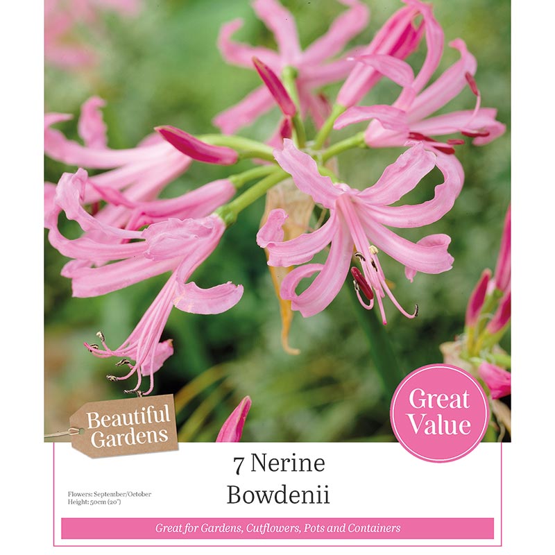 Nerine bowdenii 'Gurnsey Lily' (7 bulbs) image 0