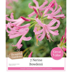 Nerine bowdenii 'Gurnsey Lily' (7 bulbs) image 0