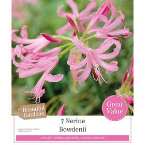 Nerine bowdenii 'Gurnsey Lily' (7 bulbs) image 0