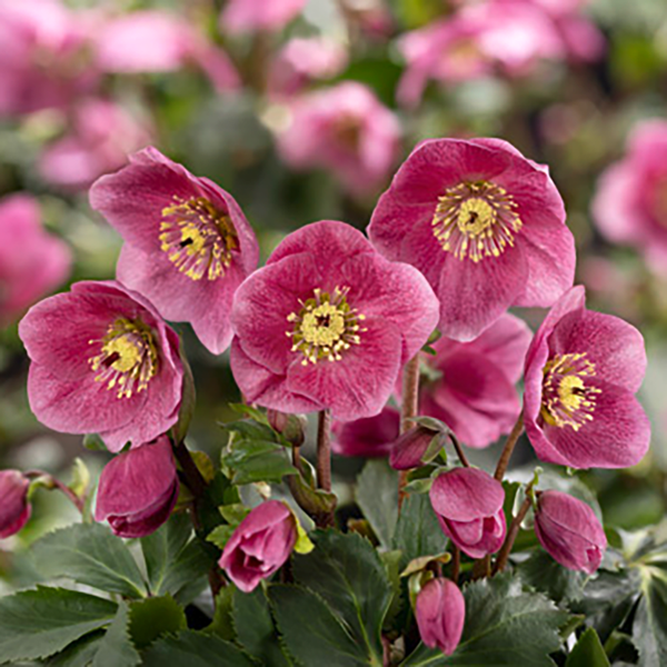 Helleborus 'HGC Liah' (3 litre pot) image 0