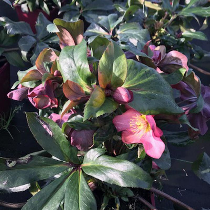Helleborus HGC Ice N' Roses Rose (2-Litre Pot) image 0