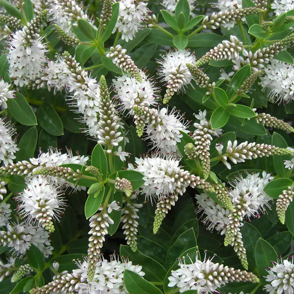 Hebe 'White Spritzer' image 0
