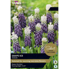 Muscari ‘Grape Ice’ Grape Hyacinth (10 Bulbs) image 0