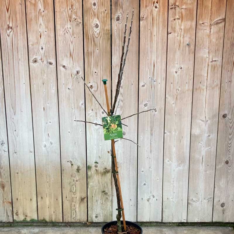 'Bramley Seedling' Apple Tree (12 Litre Pot) image 0
