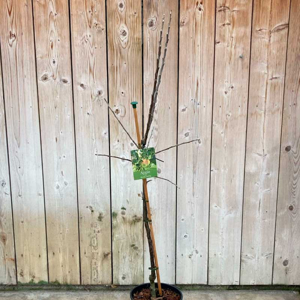 'Bramley Seedling' Apple Tree (12 Litre Pot) image 1
