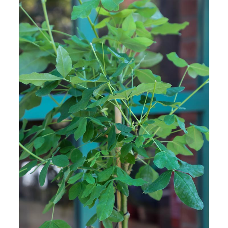 Laburnum watereri ‘Vossii’ Tree (Golden Rain) (12-Litre Pot) image 0