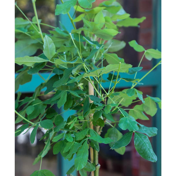 Laburnum watereri ‘Vossii’ Tree (Golden Rain) (12-Litre Pot) image 1