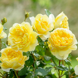 David Austin The Poet's Wife® English Shrub Rose (6-Litre Pot) image 0