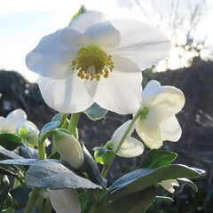 Helleborus niger 'Jesko' (1.5 litre pot) image 0