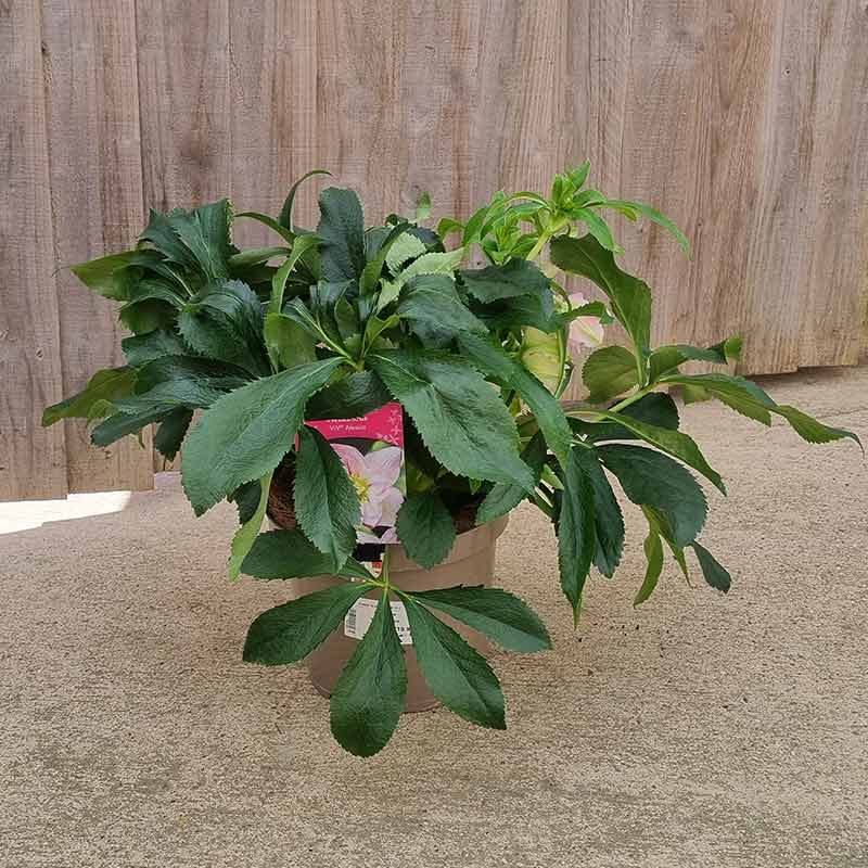 Hellebore ViV® Alessia (4-Litre Pot) image 0