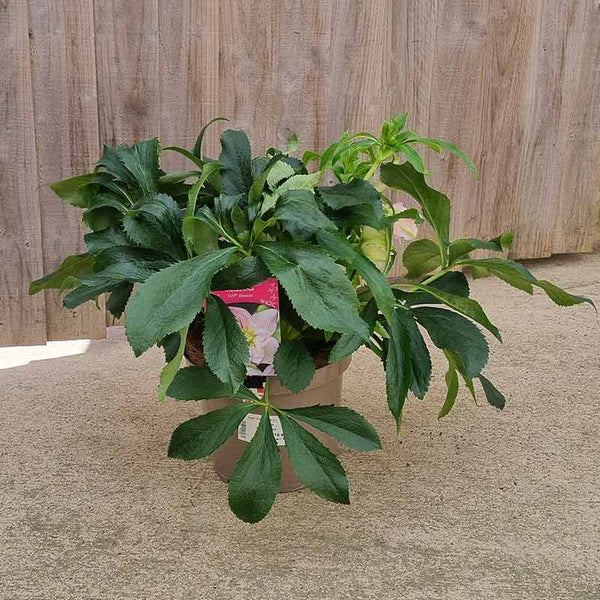 Hellebore ViV® Alessia (4-Litre Pot) image 1