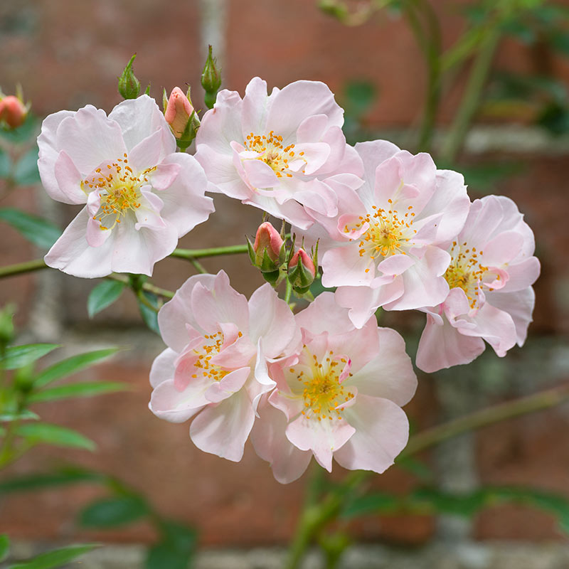 David Austin Open Arms® English Rambling Rose (6-Litre Pot) image 0