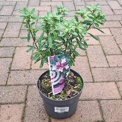 Daphne x transatlantica ‘Pink Fragrance’ (2-Litre Pot) image 0