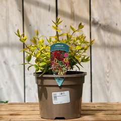 Abelia x grandiflora ‘Kaleidoscope’ (3-Litre Pot) image 0