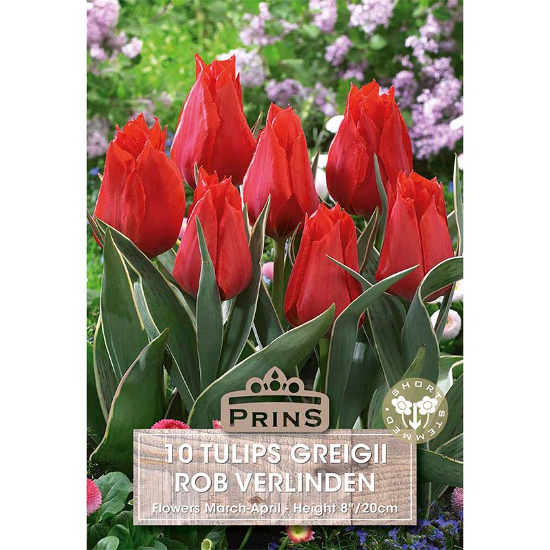 Greigii ‘Rob Verlinden’ Tulip (10 Bulbs) image 0