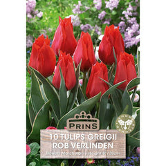 Greigii ‘Rob Verlinden’ Tulip (10 Bulbs) image 0