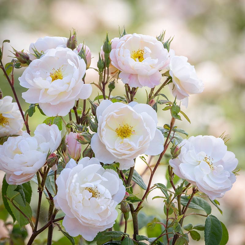 David Austin Sir David Beckham® English Shrub Rose (6-Litre Pot) image 0
