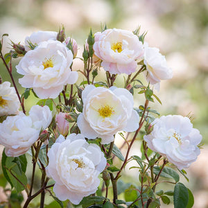David Austin Sir David Beckham® English Shrub Rose (6-Litre Pot) image 1
