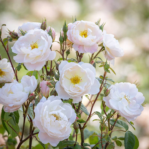 David Austin Sir David Beckham® English Shrub Rose (6-Litre Pot) image 1