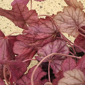 Heuchera ‘Wild Rose’ (2-Litre Pot) image 1