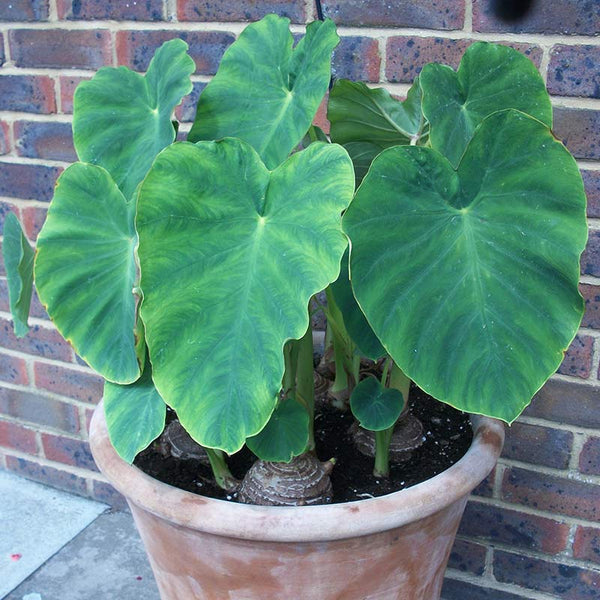 Colocasia ‘Coco’ Elephants Ears (1 Bulb) image 0