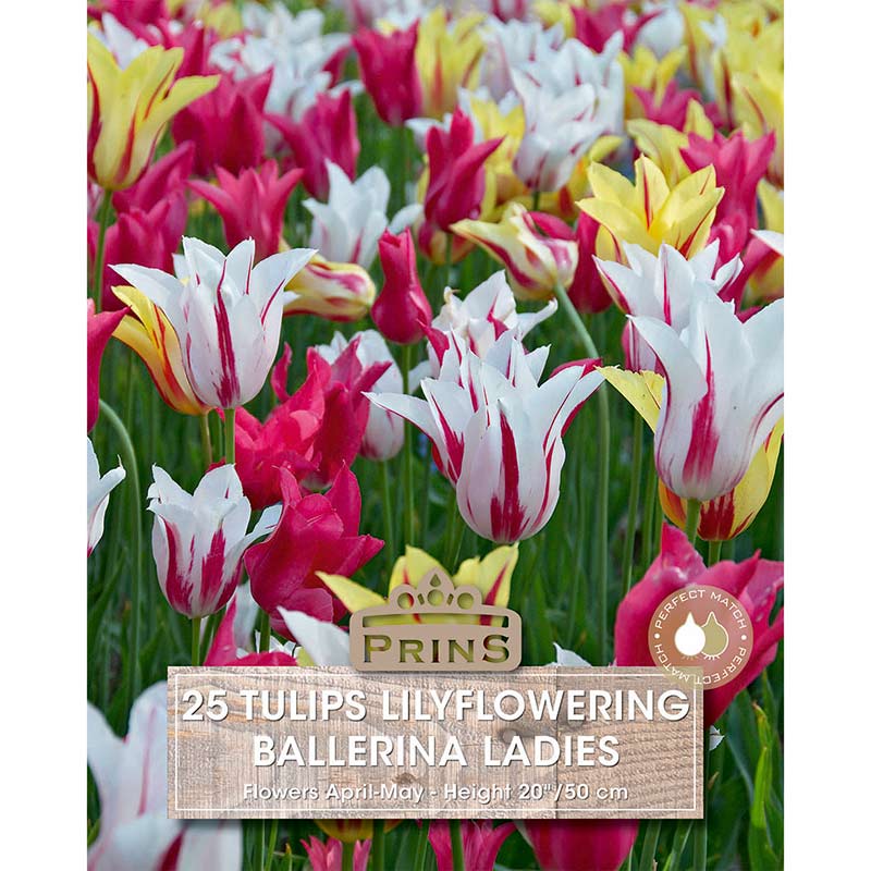 Lilyflowering ‘Ballerina Ladies’ Tulip (25 Bulbs) image 0