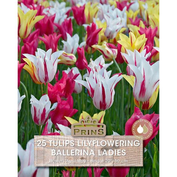 Lilyflowering ‘Ballerina Ladies’ Tulip (25 Bulbs) image 0