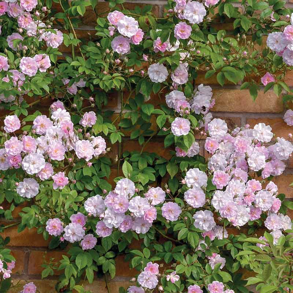 David Austin 'Paul's Himalayan Musk'® Rambling Rose (6-Litre Pot) image 1