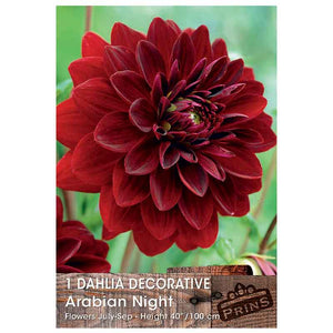 Dahlia Decorative 'Arabian Night' (1 tuber) image 0