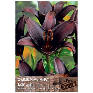 Lilium 'Asiatic Landini' (2 Bulbs) image 0