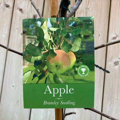 'Bramley Seedling' Apple Tree (12 Litre Pot) image 0