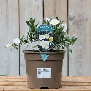 Convolvulus ‘Cneorum’ (2-Litre Pot) image 0