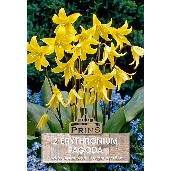 Erythronium 'Pagoda' (2 bulbs) image 0